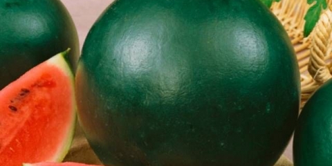 Kako uzgajati iskru od lubenice u sibiru, moskovska regija